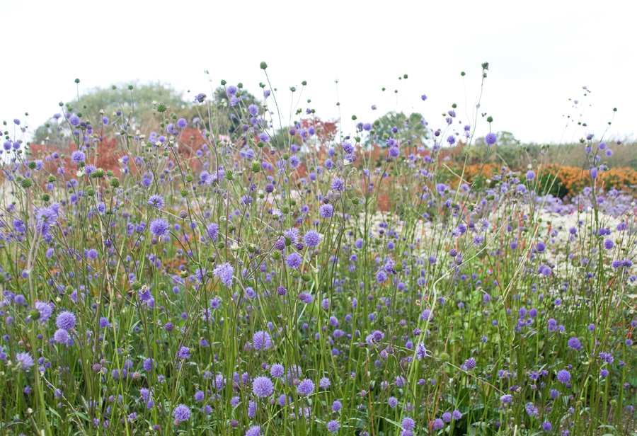 Oudolf Field at Hauser & Wirth Somerset | These Four Walls blog