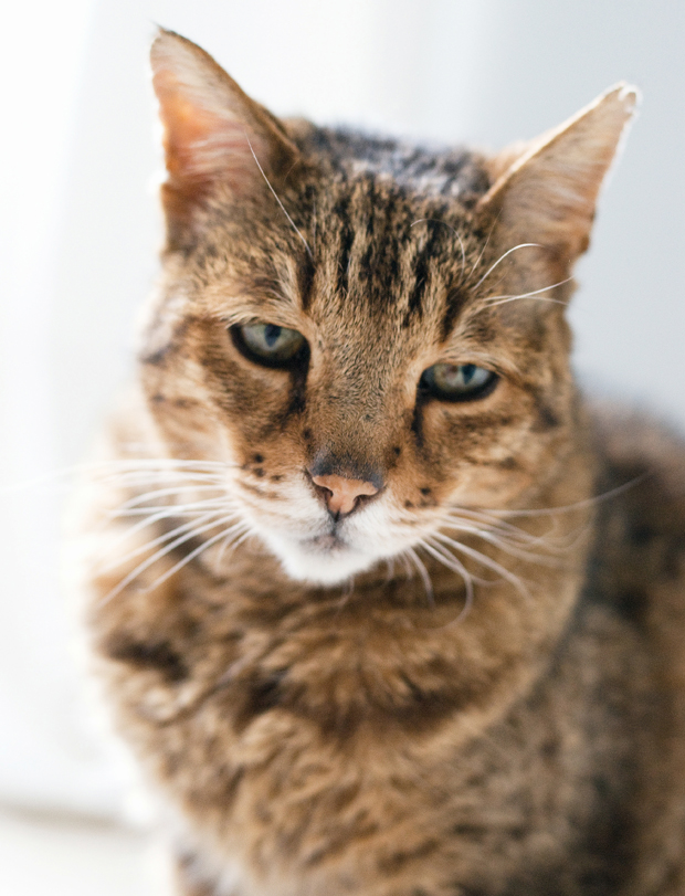 Profile | Bristol & Wales Cat Rescue | These Four Walls blog