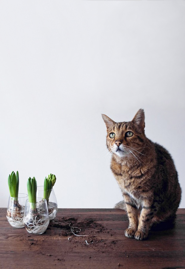 Urban Jungle Bloggers | Jungle animals | These Four Walls blog