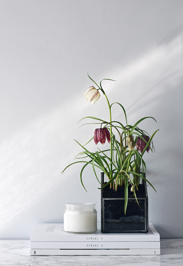 Urban Jungle Bloggers | Botanical zoom | These Four Walls blog