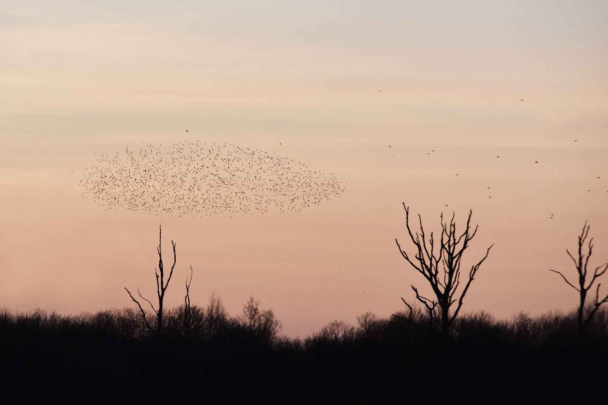 Sunset and starling murmurations on the Somerset Levels | These Four Walls blog