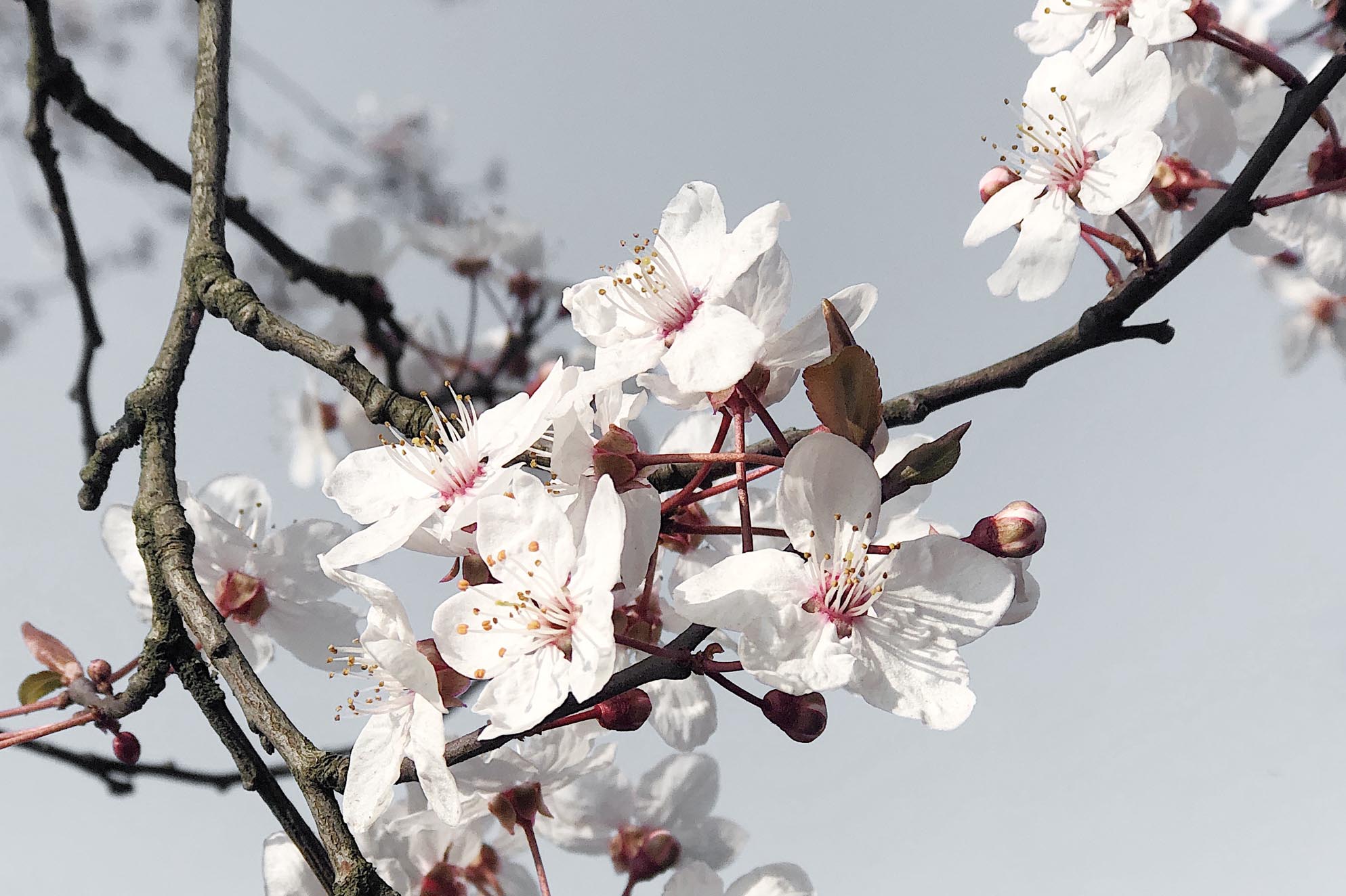Coronavirus - how to help & where to find help | These Four Walls blog