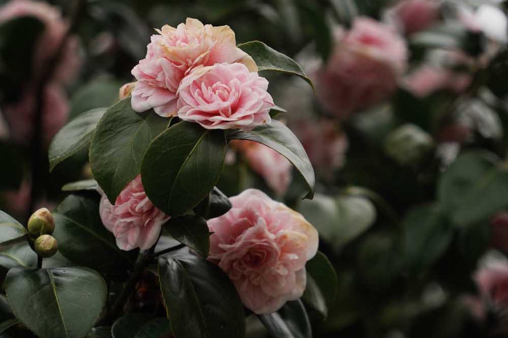 A visit to the Lost Gardens of Heligan in Cornwall | These Four Walls blog